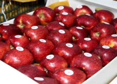 صادرات سیب از آذربایجان غربی 6 برابر افزایش یافت