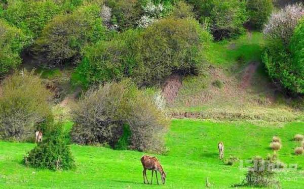 جنگل فندقلو اردبیل، طبیعت بی نظیر بهاری