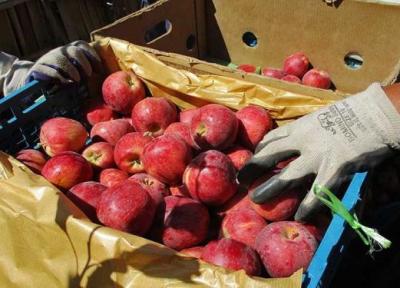تور بمبئی: بازار هند در تسخیر سیب ایران