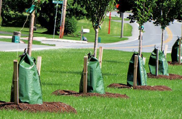 ببینید ، ابتکار شهر اتریشی برای نجات درختان از گرما ، اینجا درختان شهروند درجه یک هستند