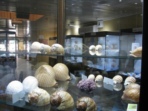 موزه صدف اصفهان، اولین موزه تخصصی صدف و حلزون های دریایی